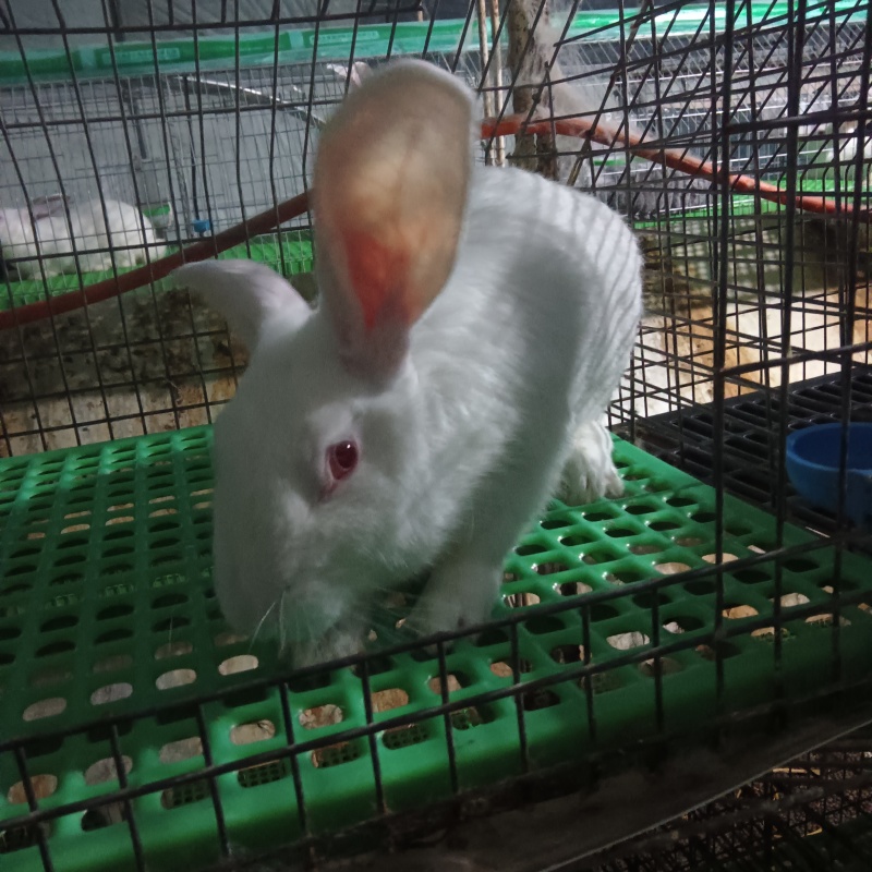 肉兔，种兔，小兔崽