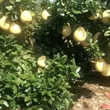 白皮柚