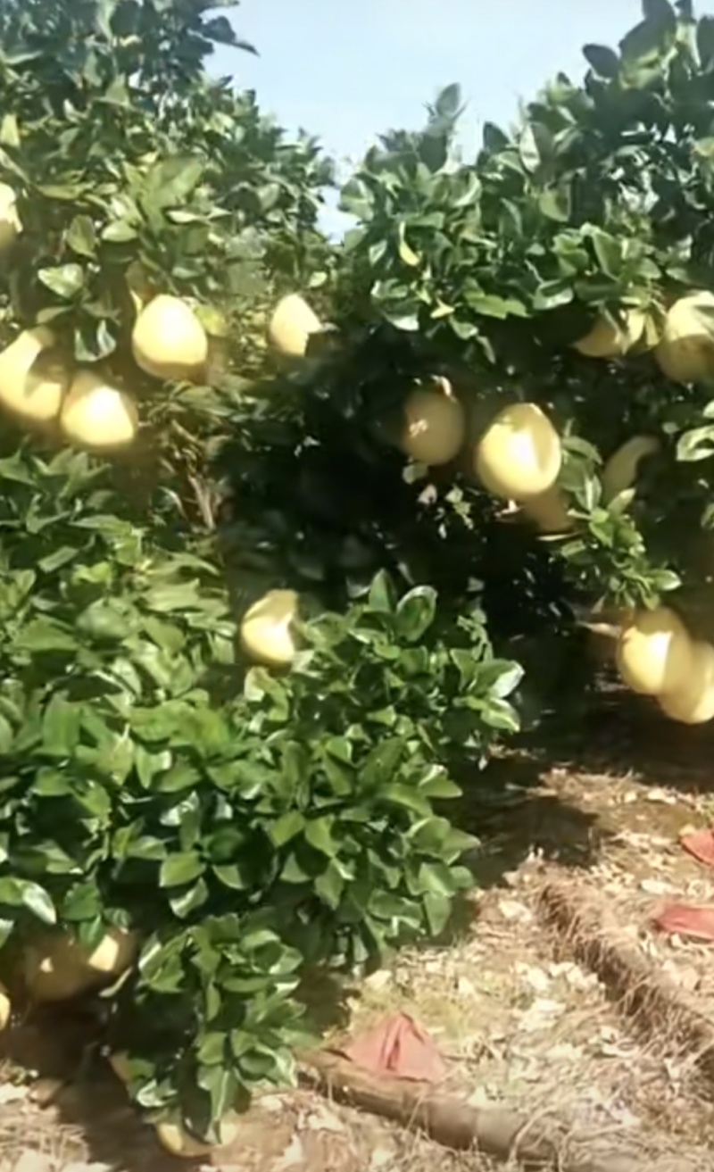 白皮柚