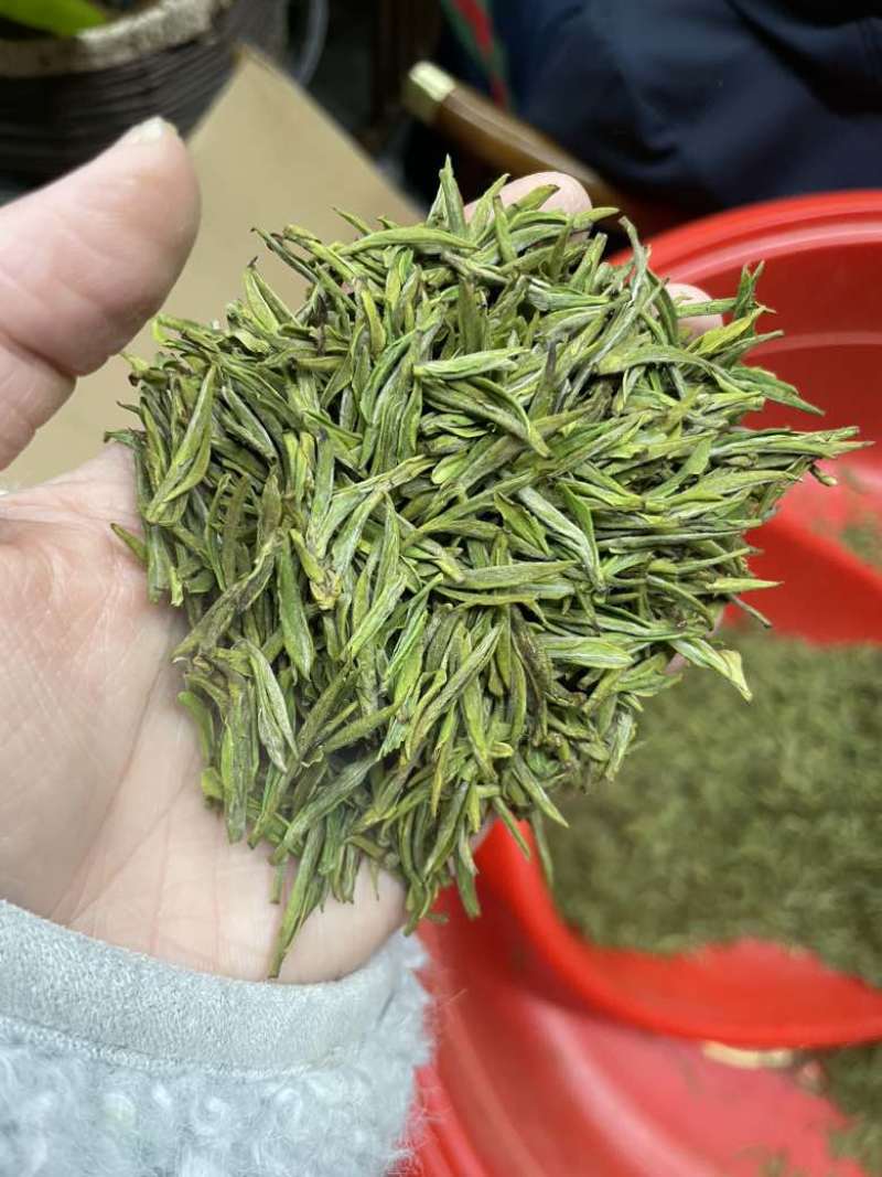 头采安吉白茶
