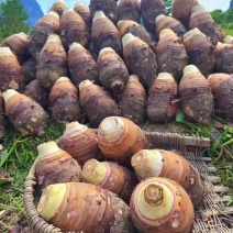 广西特产去皮荔浦芋头块批发槟榔香芋软粉香甜糯产地直发现拔现发