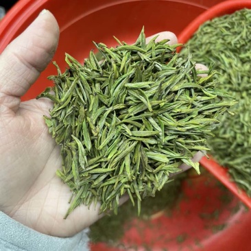 头采安吉白茶