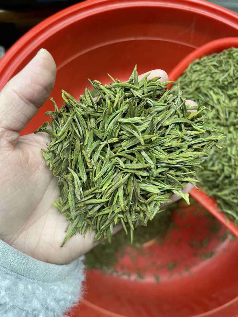 头采安吉白茶