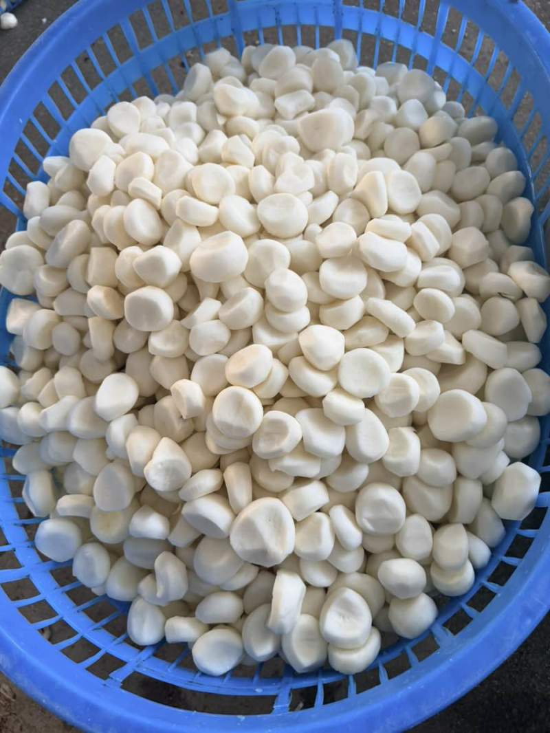 广西桂林荔浦新马蹄速冻生冻马蹄馅料工厂直销糖水奶茶肉馅等批发