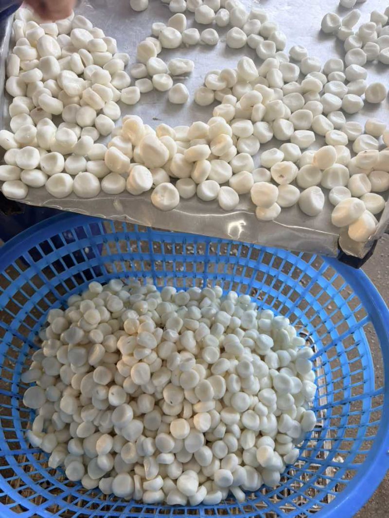 广西桂林荔浦新马蹄速冻生冻马蹄馅料工厂直销糖水奶茶肉馅等批发