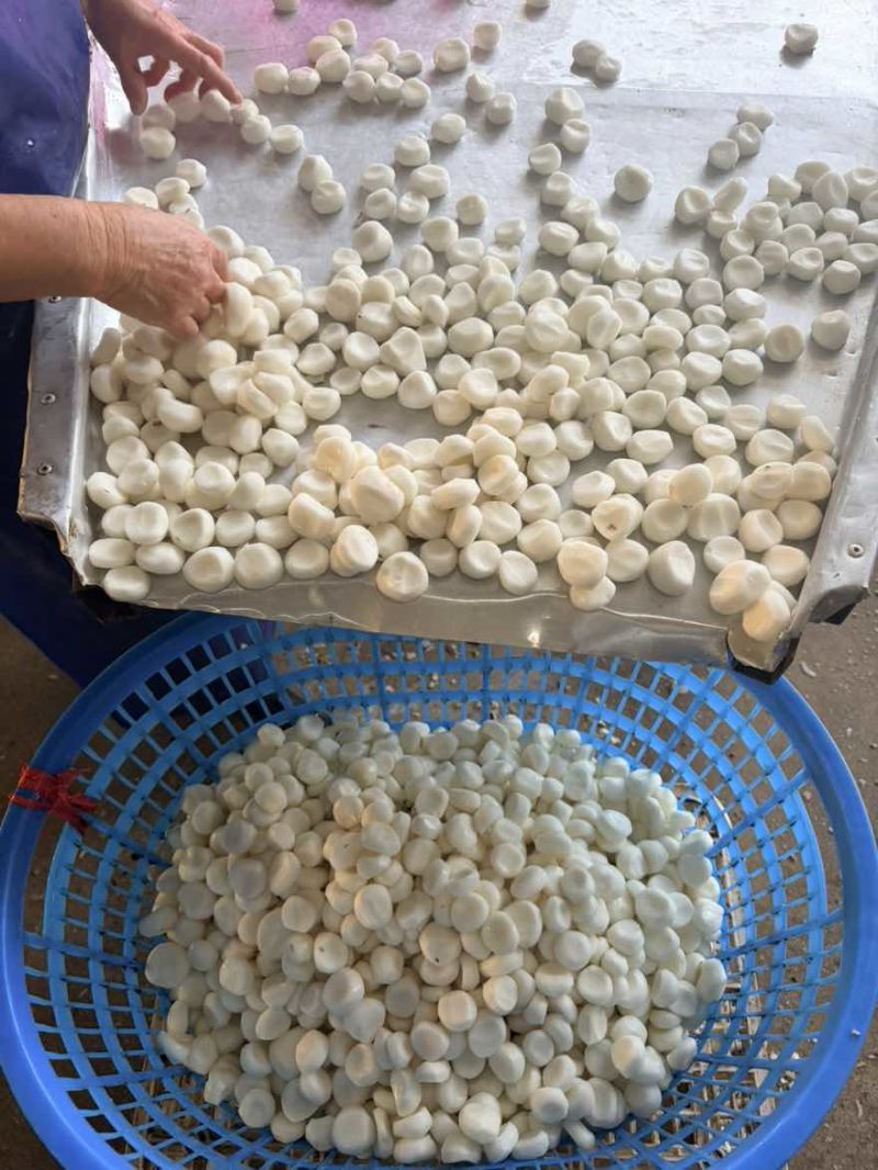 广西桂林荔浦新马蹄速冻生冻马蹄馅料工厂直销糖水奶茶肉馅等批发