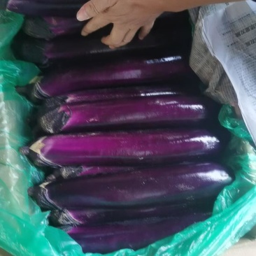 云南新苗茄子现货