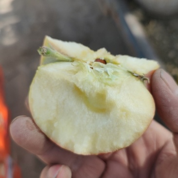 新疆阿克苏冰糖心红富士苹果