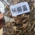 四川阿坝州高海拔野生菌干货批发，货源稳定，保质