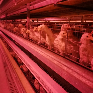 邵阳新鲜鸡蛋