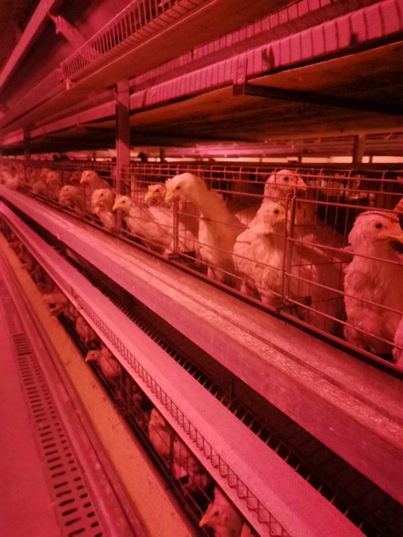 邵阳新鲜鸡蛋