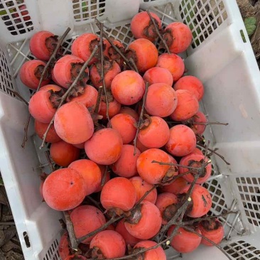 陕西火罐柿子