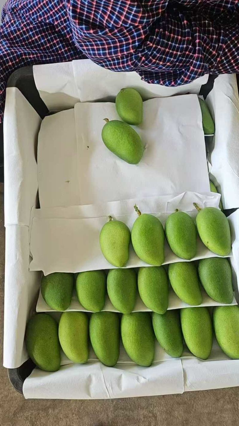 小台芒正宗海南果园一件代发