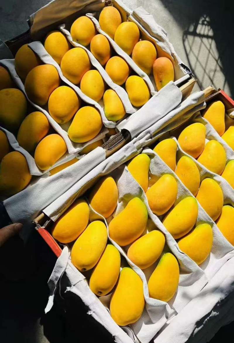 小台芒正宗海南果园一件代发