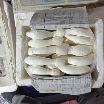 鸡腿菇