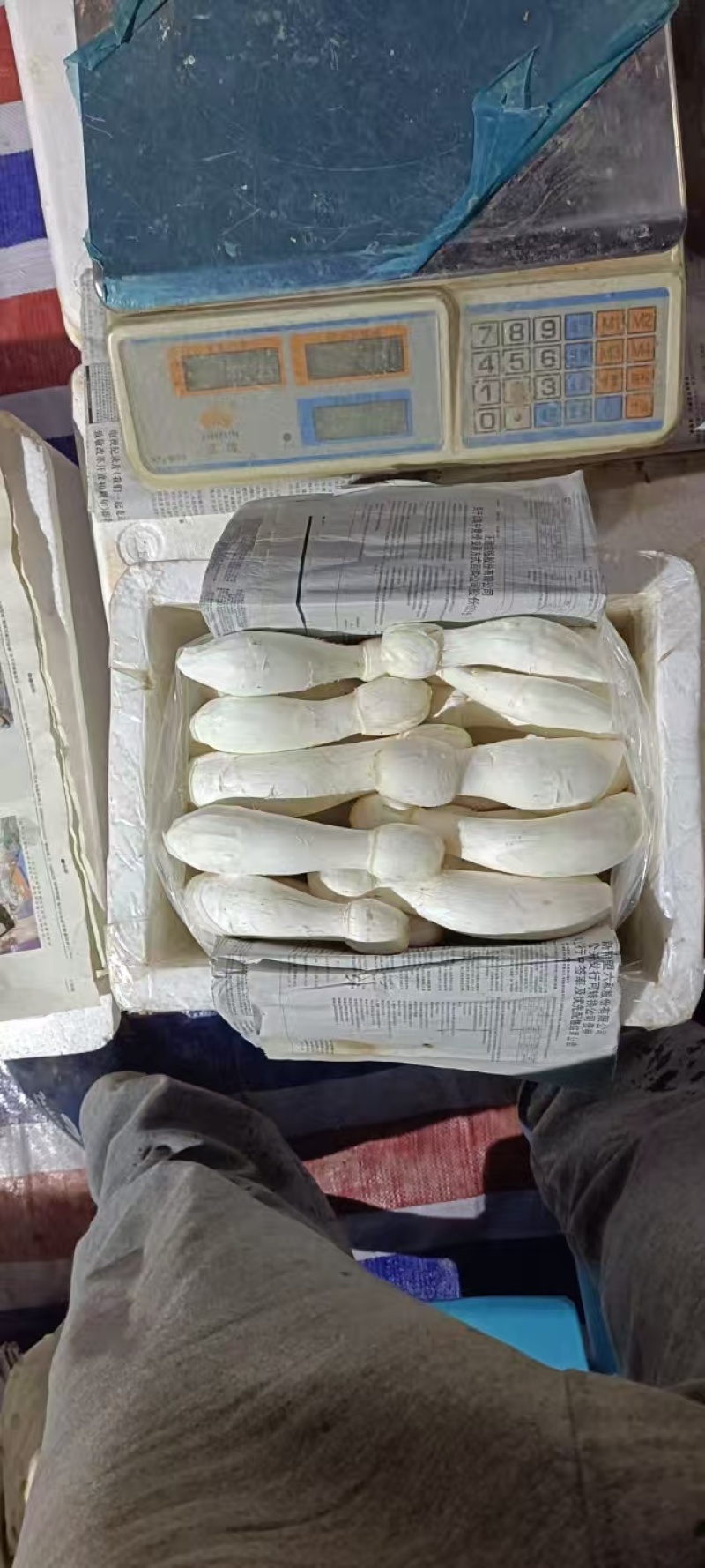 鸡腿菇