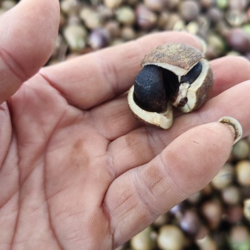 湘林小籽油茶果出售