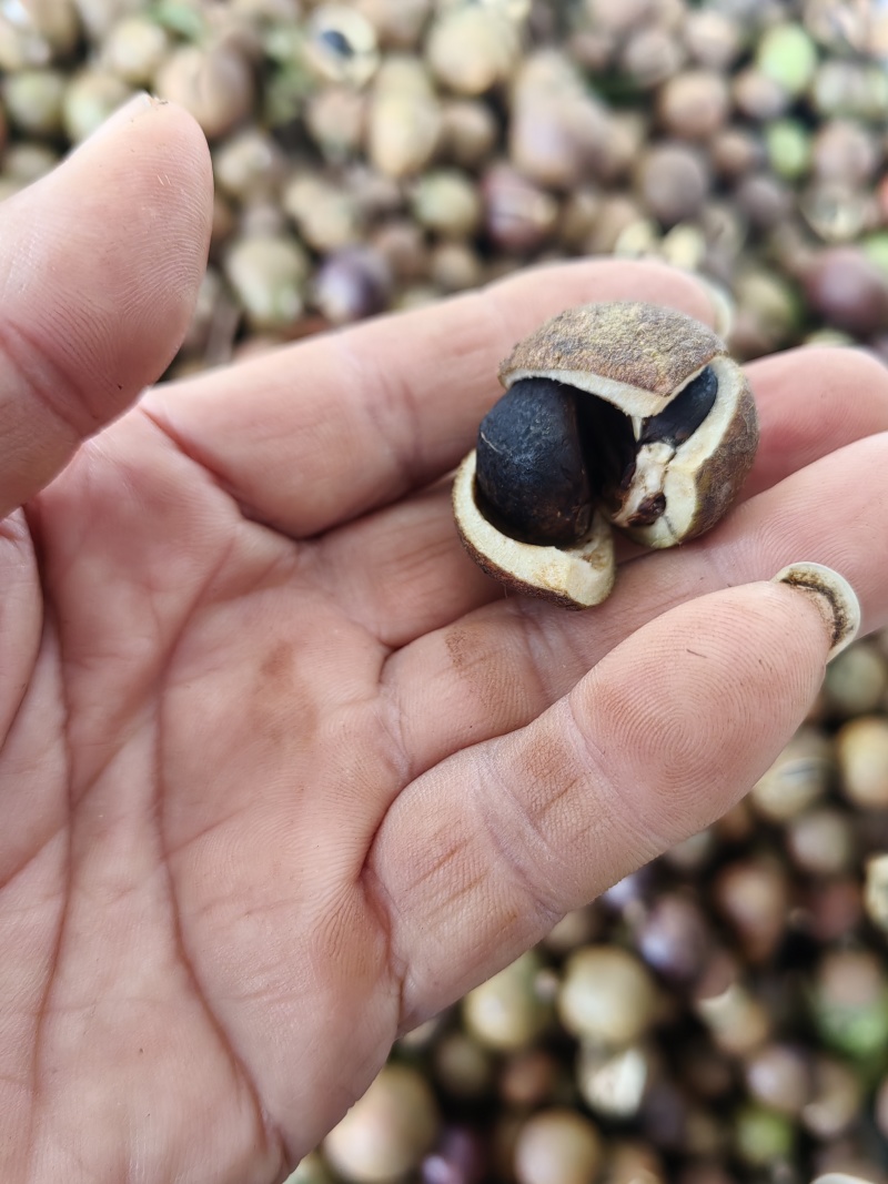 湘林小籽油茶果出售