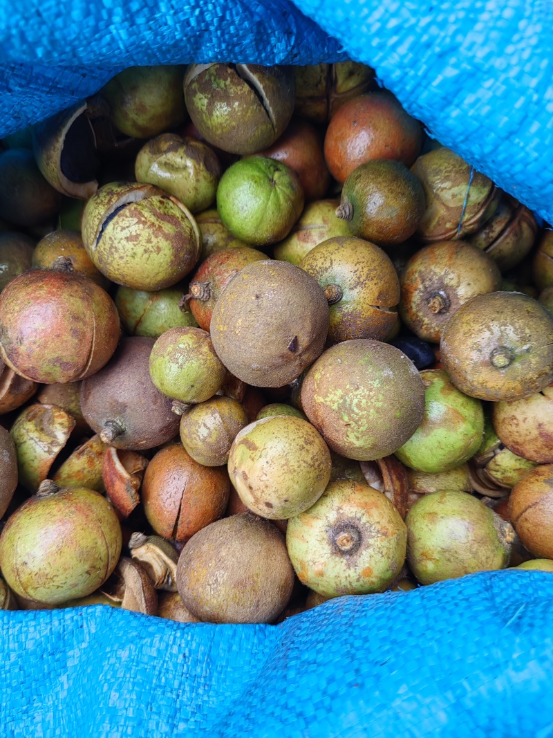 湘林小籽油茶果出售