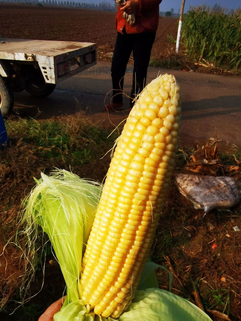 水果玉米棒大饱满60亩诚信现结联系