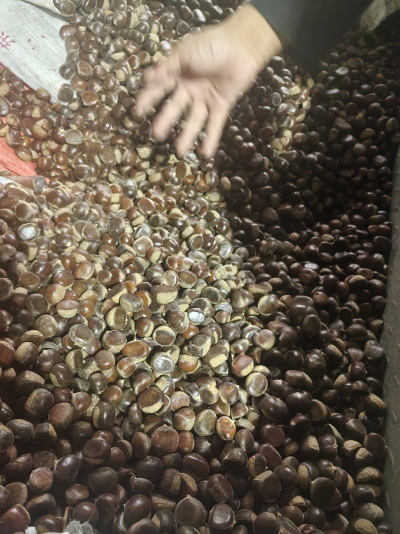 青龙3113板栗，老树板栗