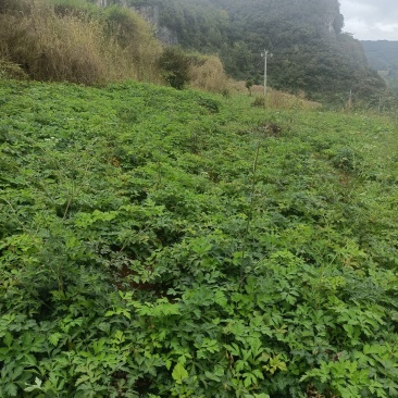 百花前胡鲜货