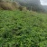 百花前胡鲜货