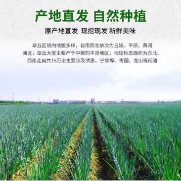 正宗章丘大葱（原产地）