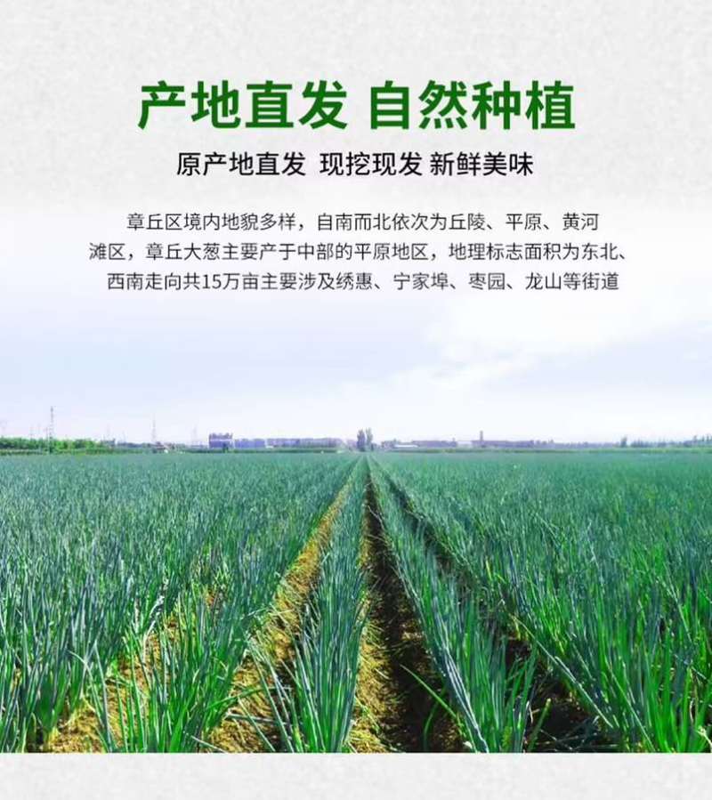 正宗章丘大葱（原产地）