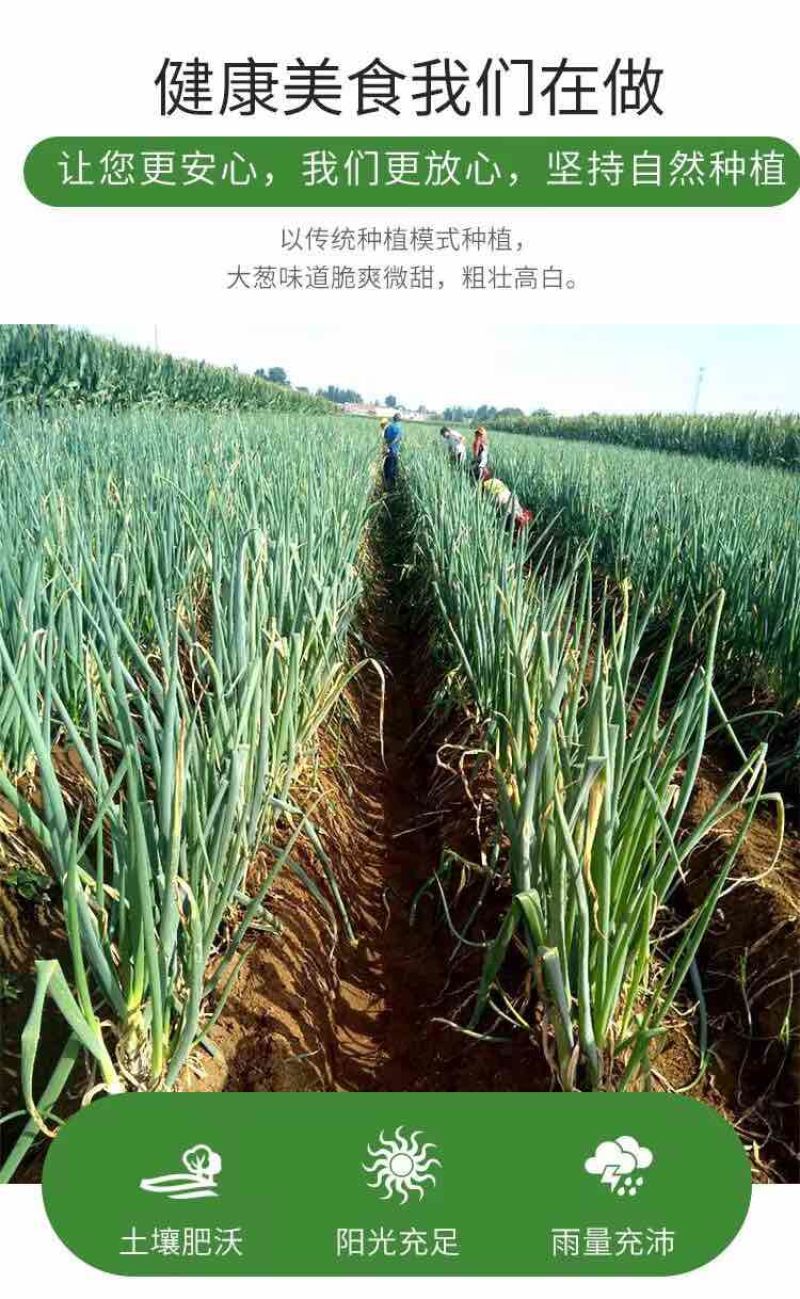 正宗章丘大葱（原产地）