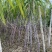 江西鄱阳甘蔗种植户自家种植便宜出售黑皮黄皮都有