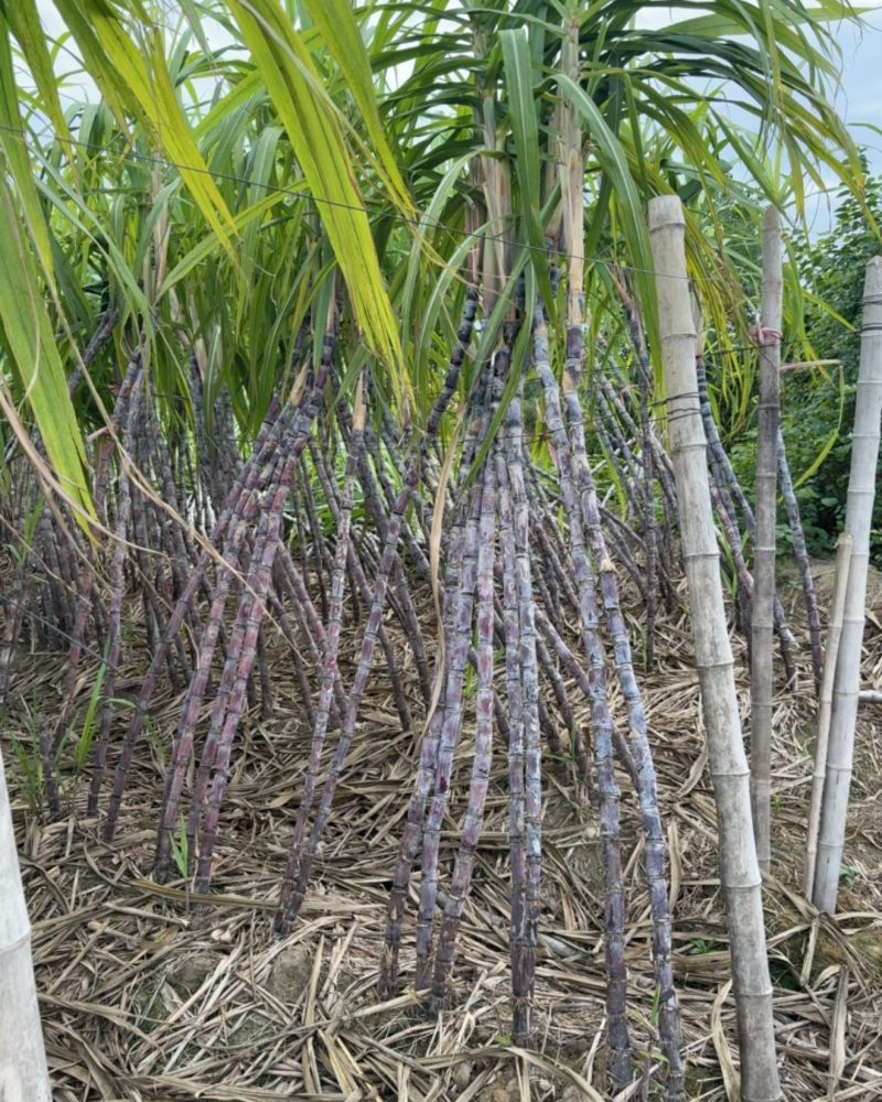 江西鄱阳甘蔗种植户自家种植便宜出售黑皮黄皮都有