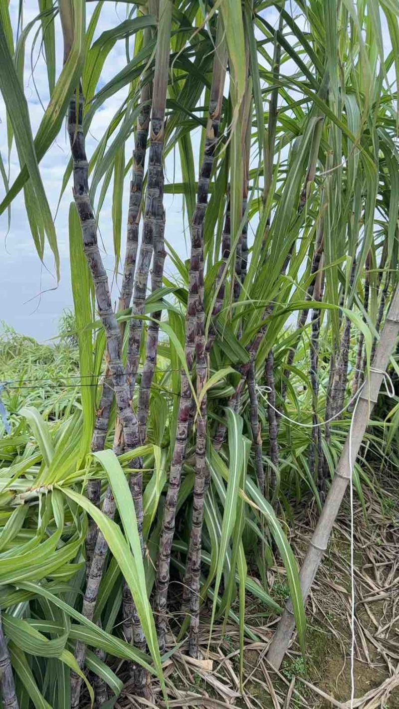 黑皮黄皮批发自家种植