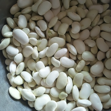 白芸豆