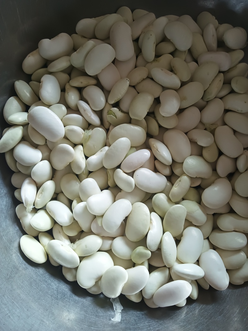 白芸豆