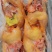 青脚，黄脚大公鸡，麻鸡，蛋鸡
