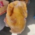 青脚，黄脚大公鸡，麻鸡，蛋鸡