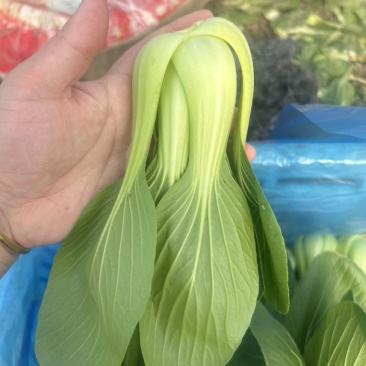 （联系我vx