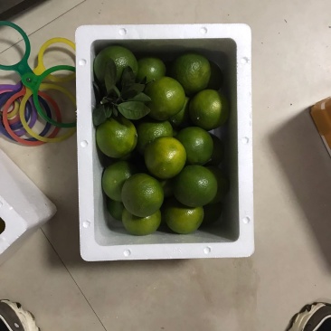 广西武鸣正宗皇帝柑