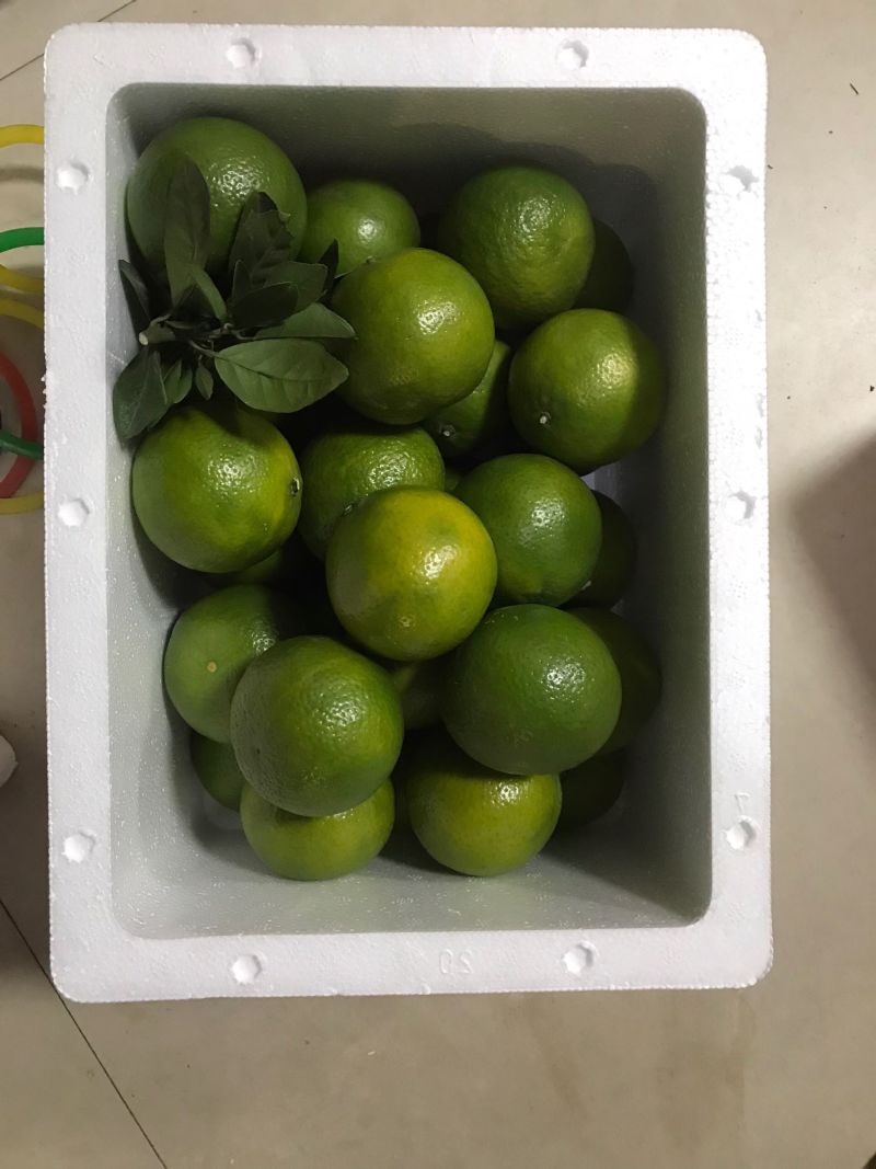 广西武鸣正宗皇帝柑