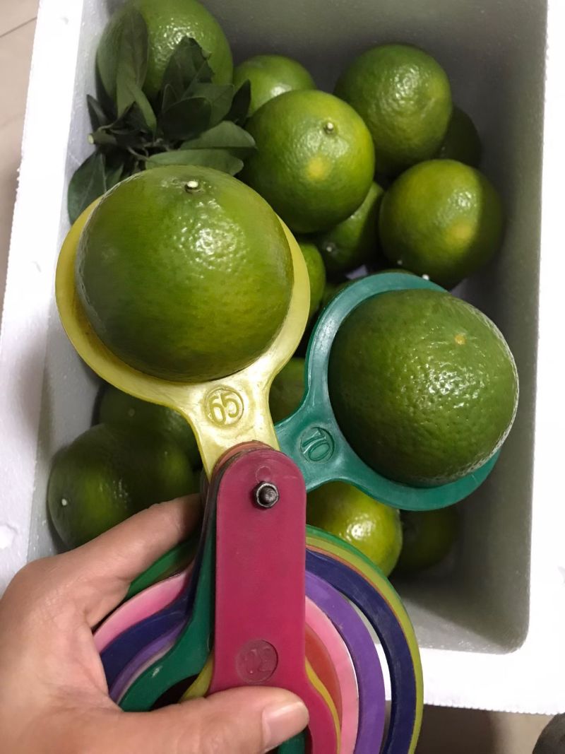 广西武鸣正宗皇帝柑