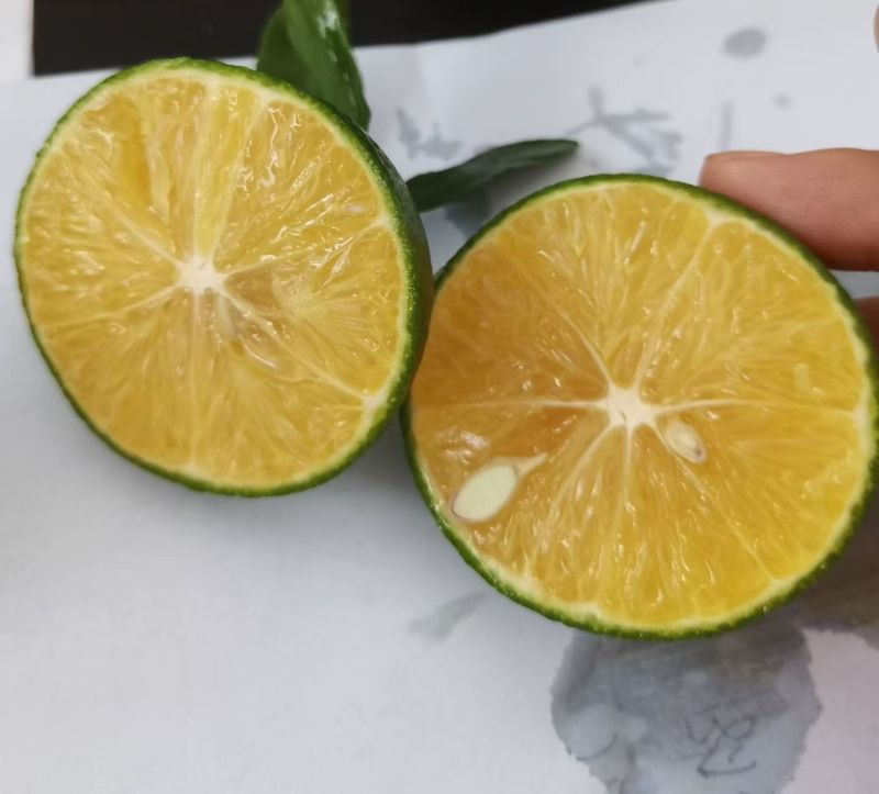 广西武鸣正宗皇帝柑