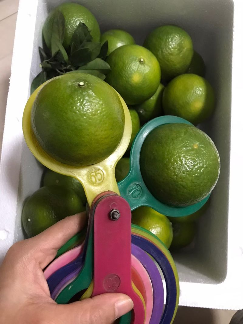 广西武鸣正宗皇帝柑