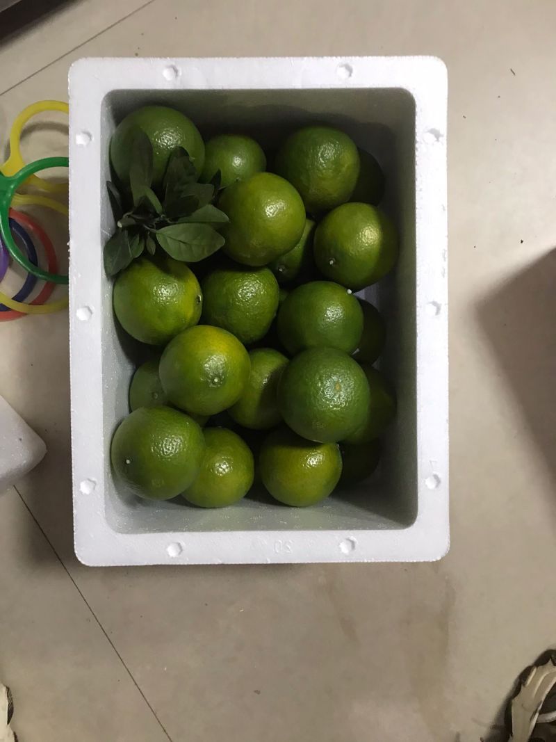 广西武鸣正宗皇帝柑