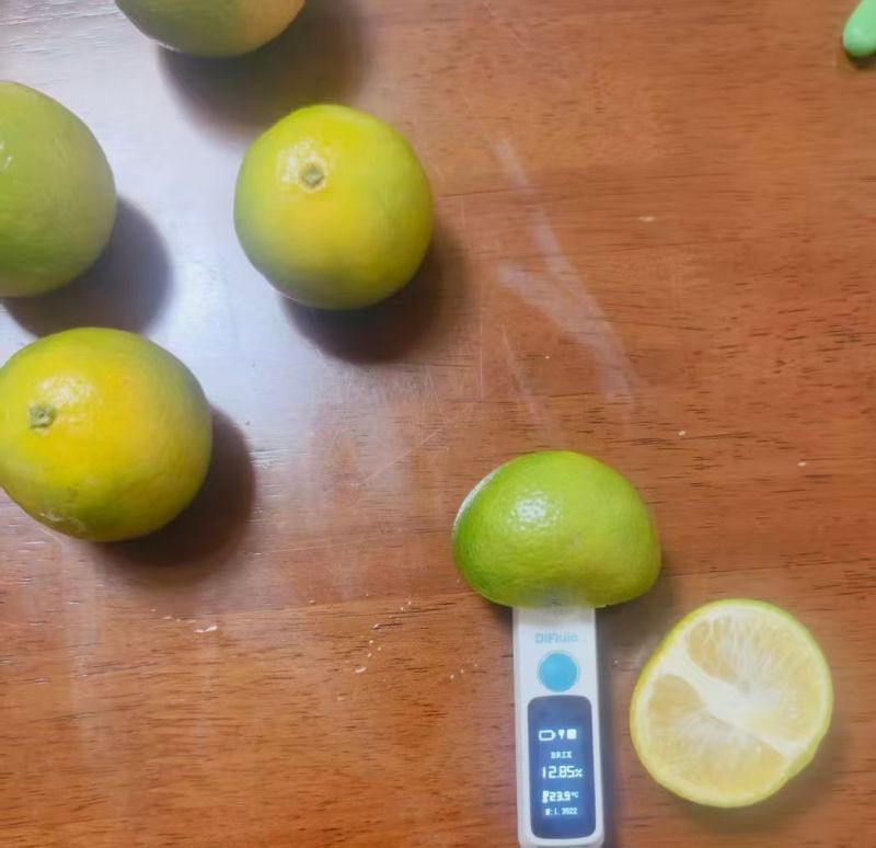 广西武鸣正宗皇帝柑
