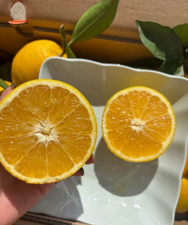 赣南脐橙