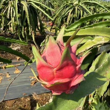 火龙果产地