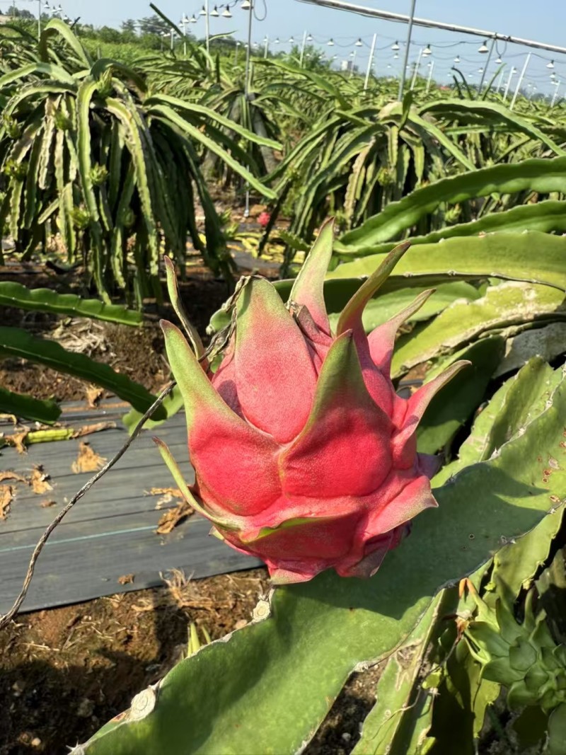 火龙果产地
