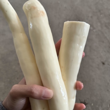 广西灵山华南9号木薯