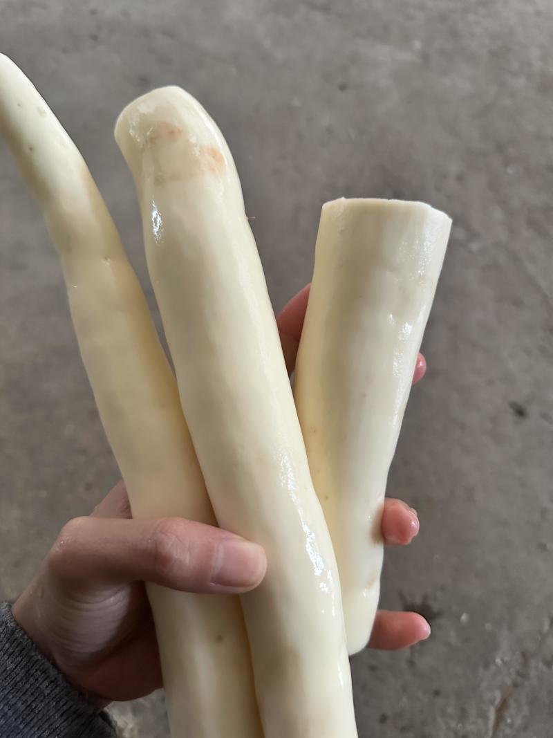 广西灵山华南9号木薯